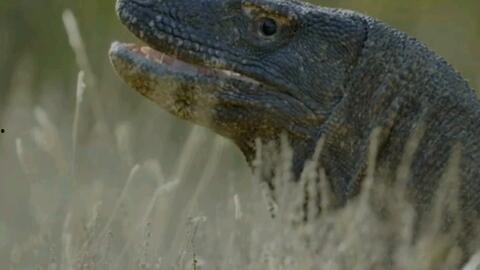 国产蜥蜴造景视频,探索自然生态之美