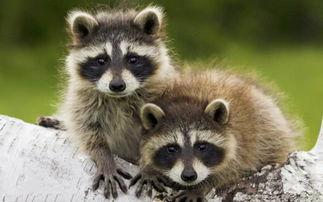 国产浣熊狗幼崽视频大全