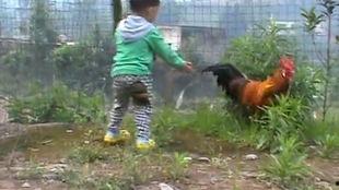 国产土鸡打架视频大全,激战正酣的打架视频大盘点