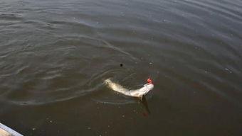 青鱼视频国产海量,国产海量内容，畅享视听盛宴