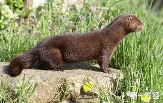 国产水貂捡漏视频,国产水貂市场中的惊喜发现