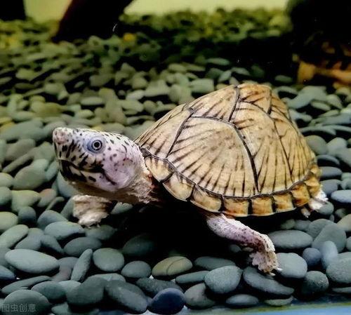 怎样养国产佛龟苗视频,视频教程详解