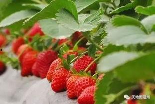 国产精品jk草莓视频,青春校园风，草莓甜美诱惑