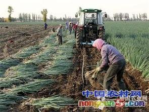 国产大葱机械化种植视频,高效便捷的农业革新之路