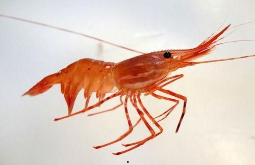 国产牡丹虾吃法视频大全